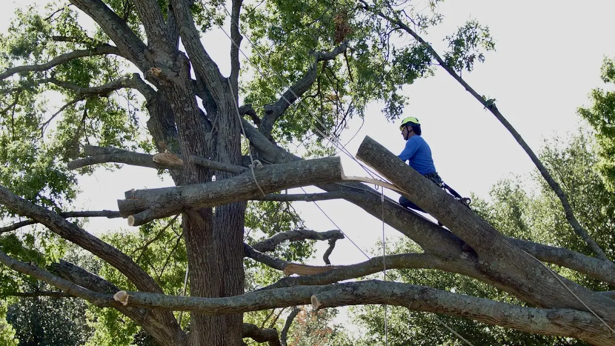 Professional Crown Thinning performed by certified arborists in Gandeeville