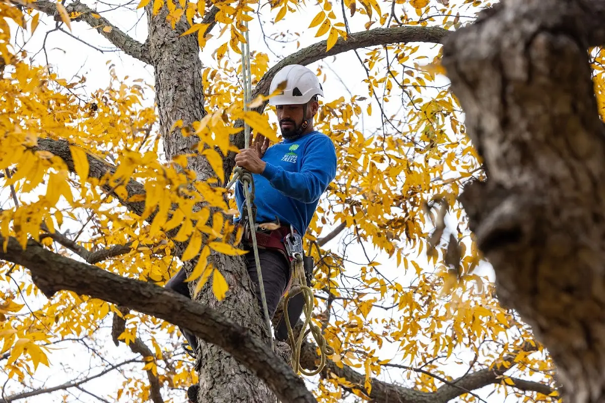 Skilled Tree Disease Treatment crew working in Gandeeville